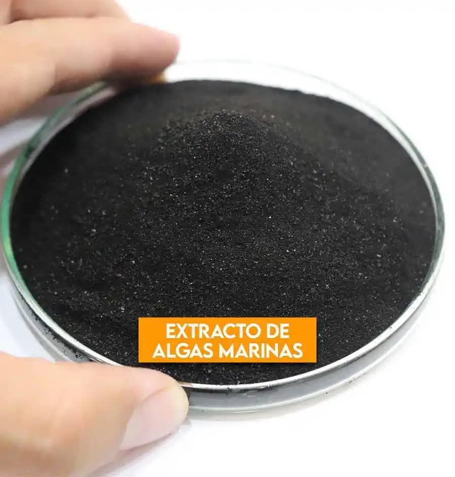 Extracto de Algas Marinas x 20 Kg