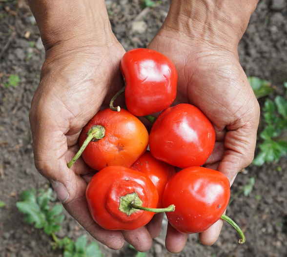 Venta de Ají Rocoto