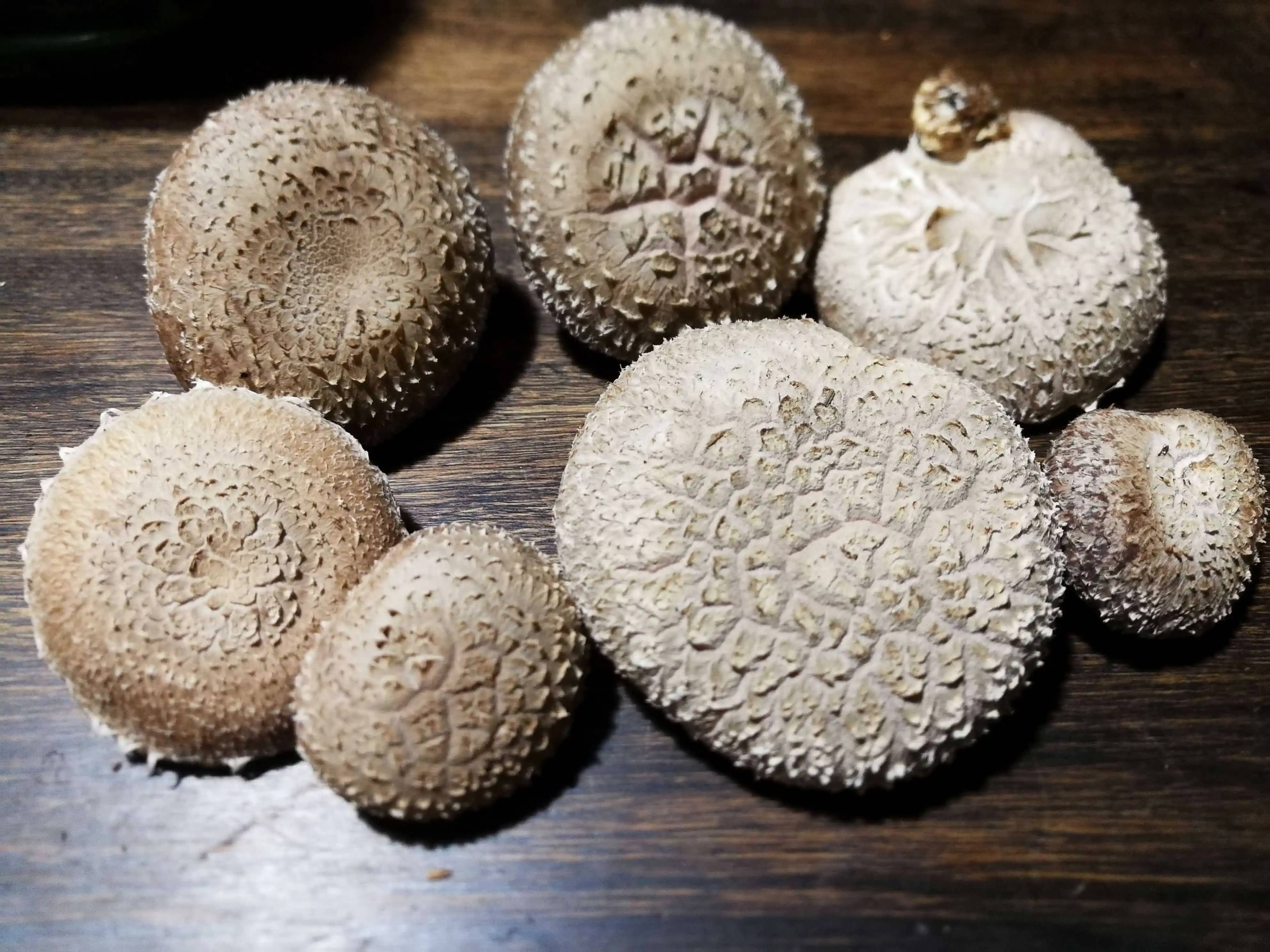 Venta de Hongos Shiitakes - Nubia Luna