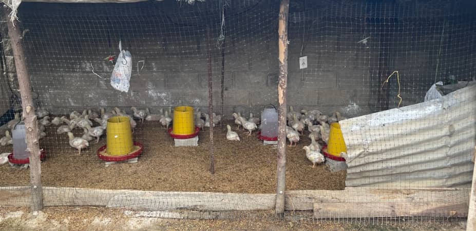 Captura de pantalla 2024-12-19 171500.png