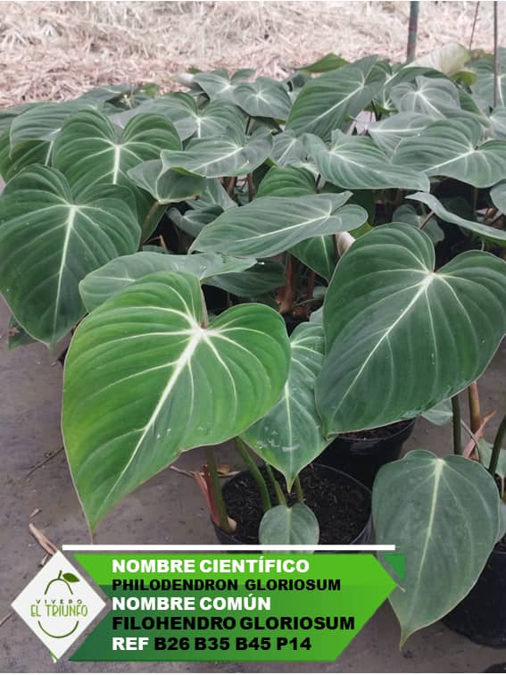 Plántula de Filohendro Gloriosum