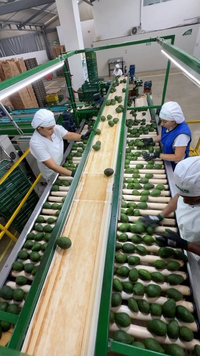 Personal seleccionando La mejor Fruta.jpg
