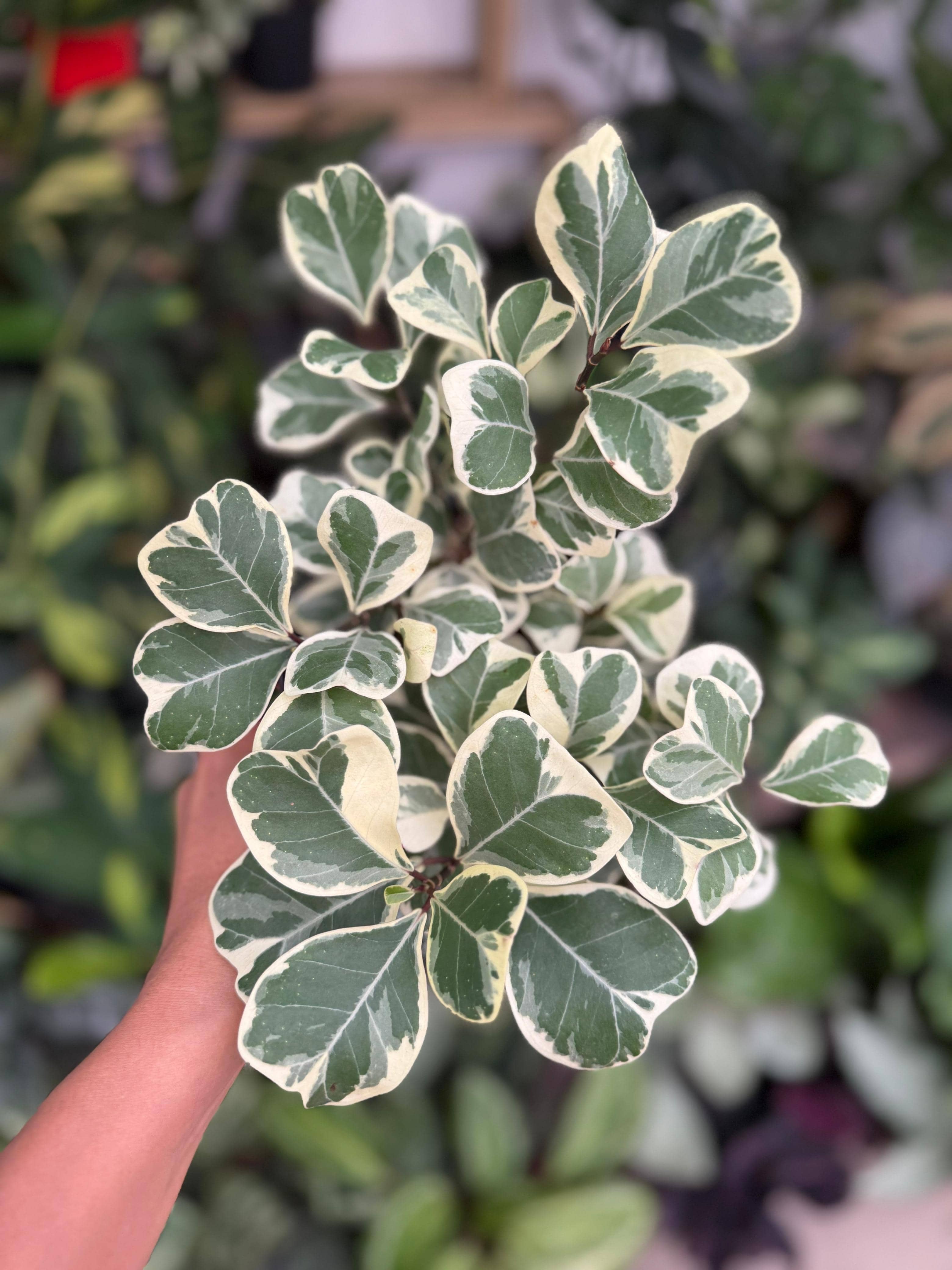 Ficus Triangularis en Colombia | Planta Decorativa Premium