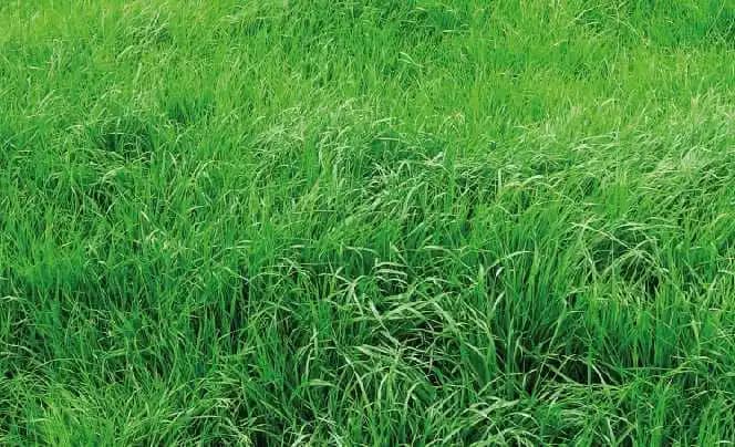 Semilla De Rye Grass Italiano x 50 Lb