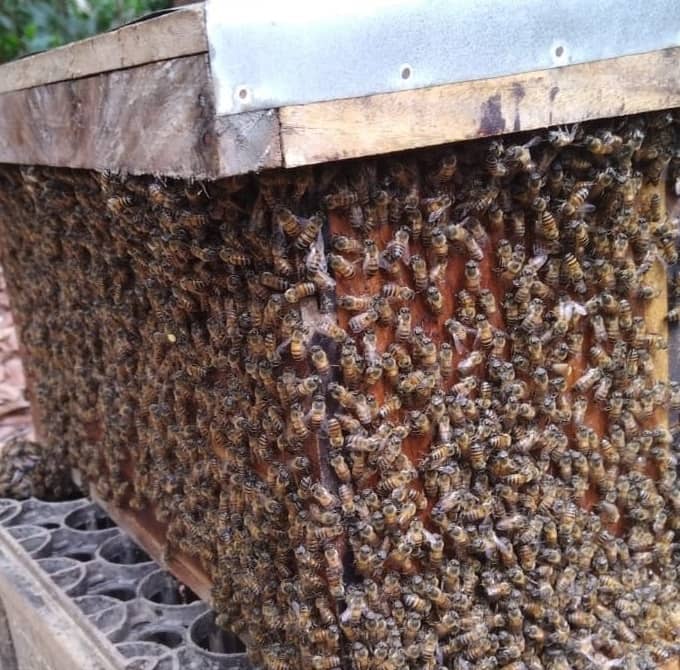 Nucleo de abejas con portanucleo