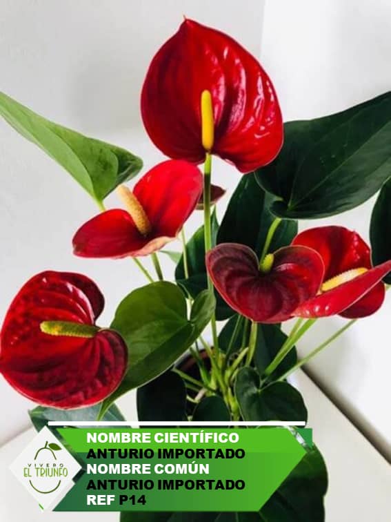 Plántula de Anturio Importado