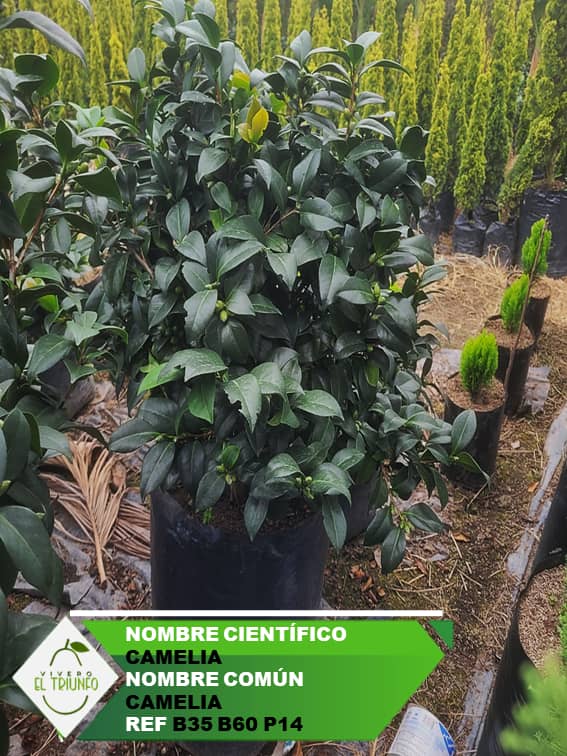 Plántula de Camelias