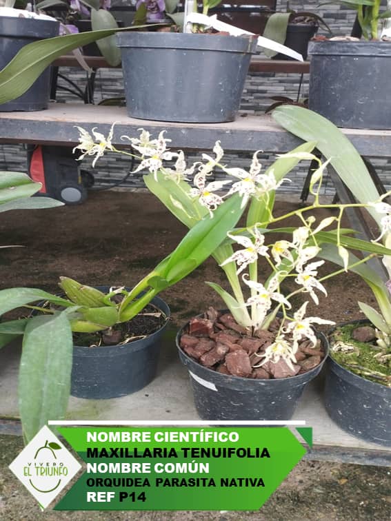 Plántula de Orquídea Parasita Nativa