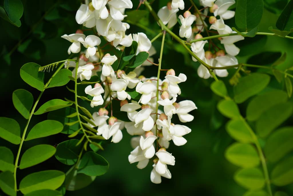 Semilla Acacia Blanca x 20gr