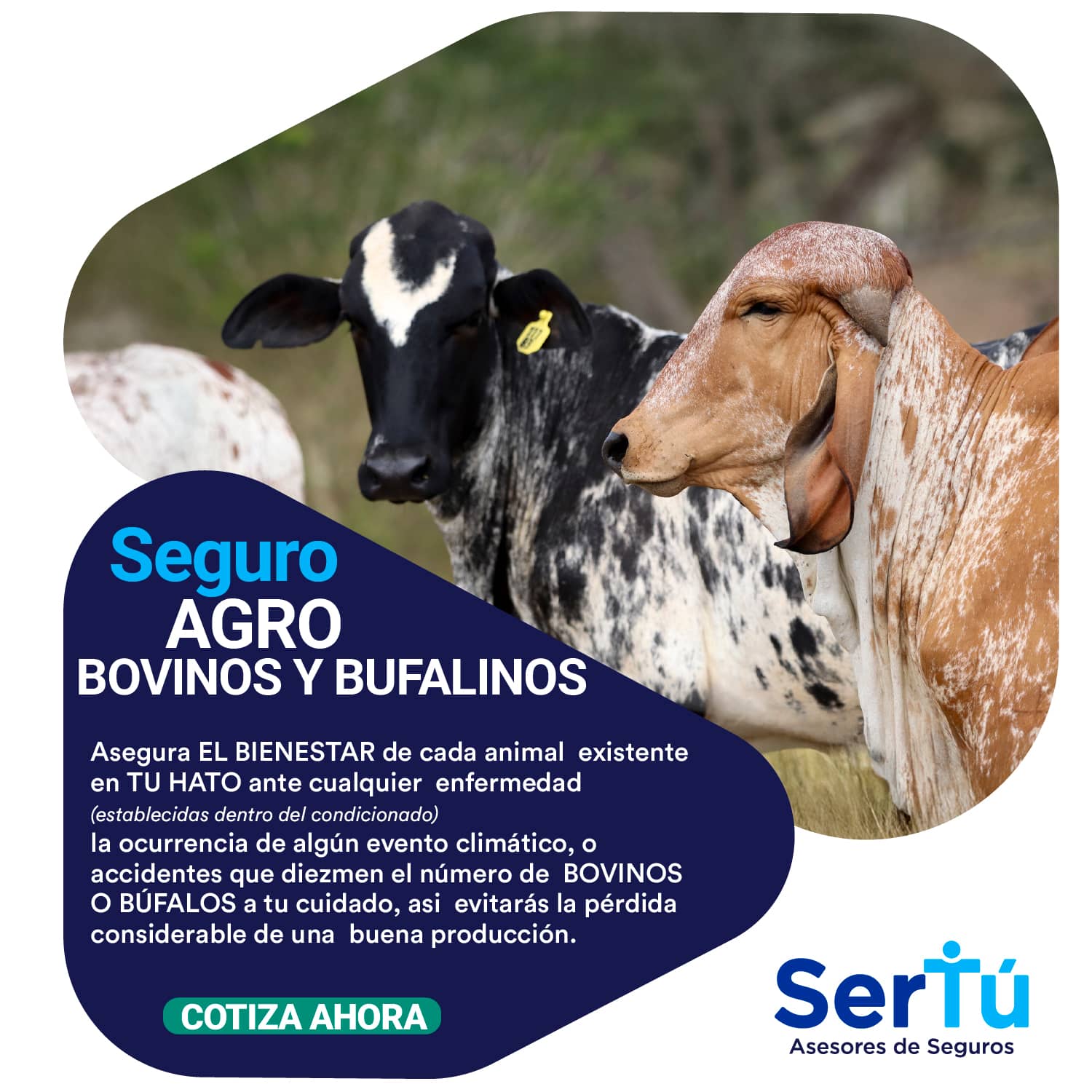 Seguro Bovinos y Bufalinos