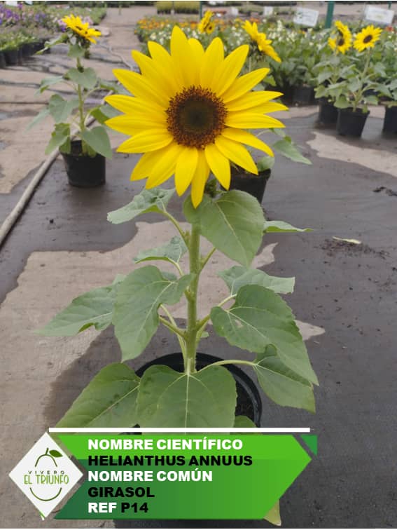 Plántula de Girasol