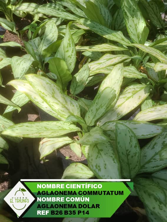 Plántula de Aglaonema Dólar