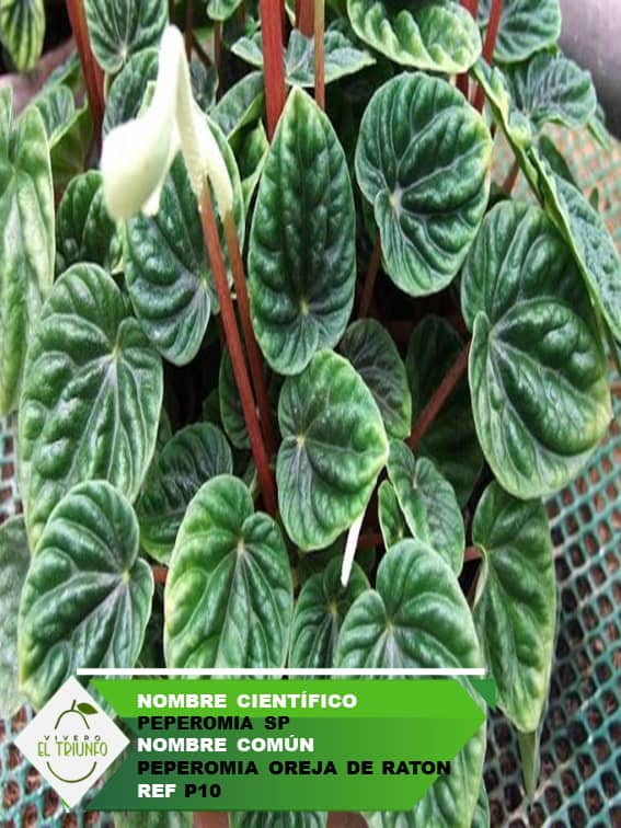 Plántula de Peperomia Oreja de Ratón