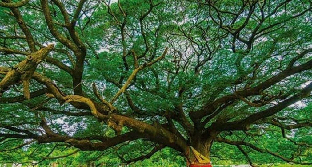 Árbol de Samán en bolsa 20×30 cm |  Budaverde Colombia