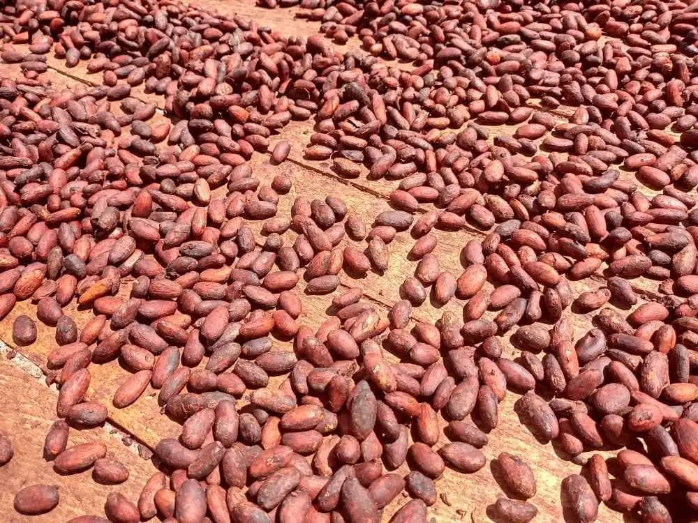Granos de cacao en seco