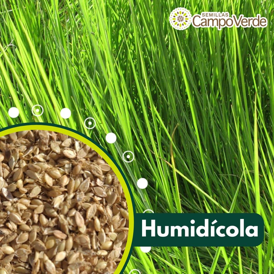 Semilla de pasto Brachiaria Humidicola (Quicuyo) – Pureza 90% – VC 50% – Importada de Brasil