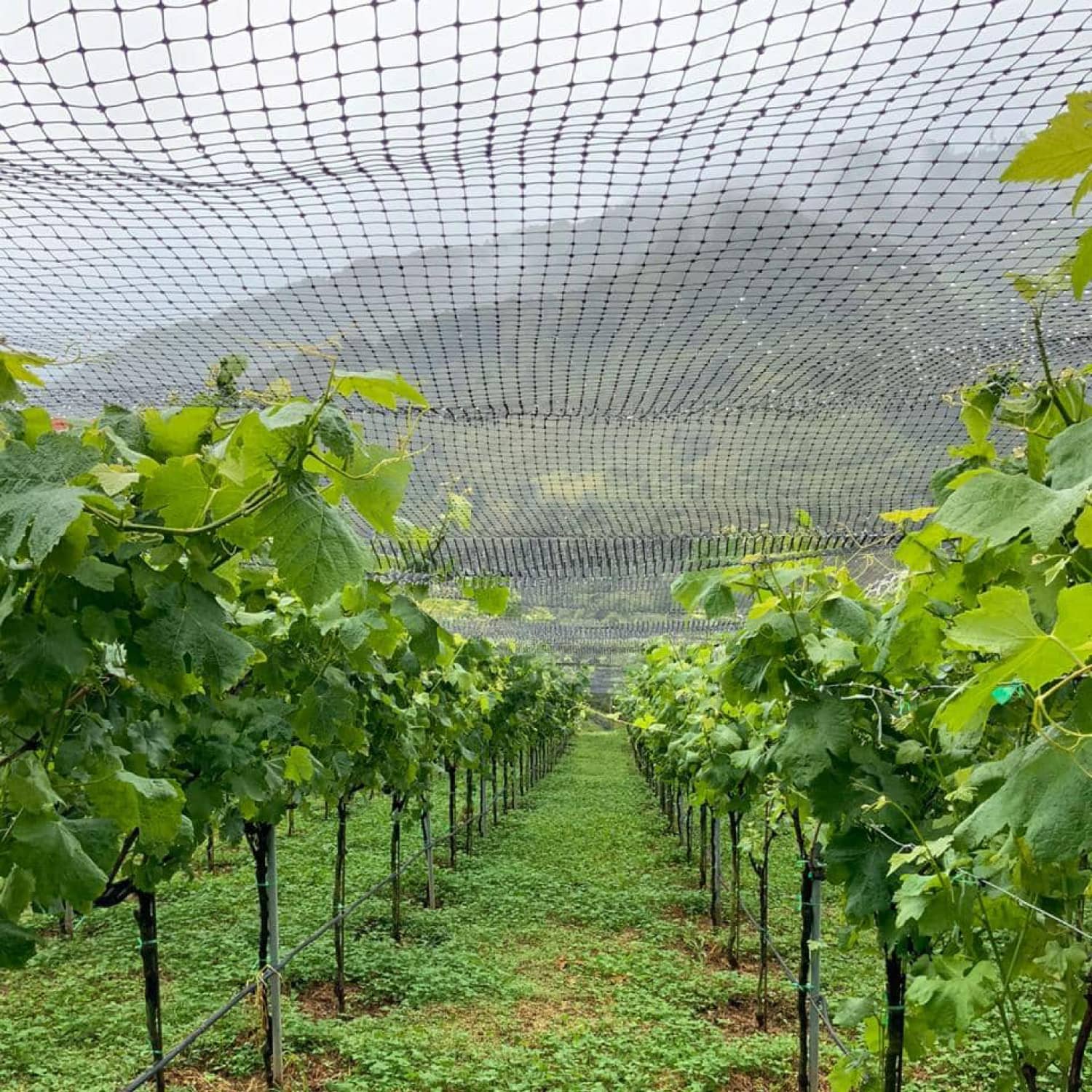Malla Antipajaro - Protección de cultivos contra aves y depredadores