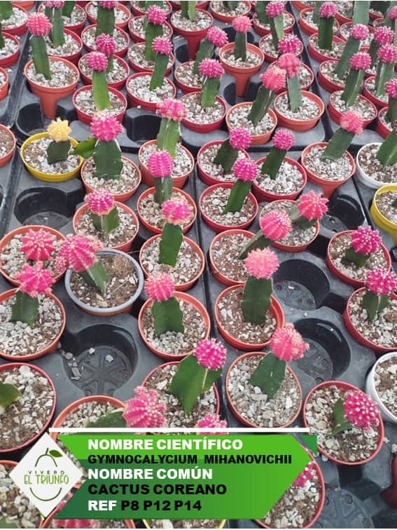 Plántula de Cactus Coreano