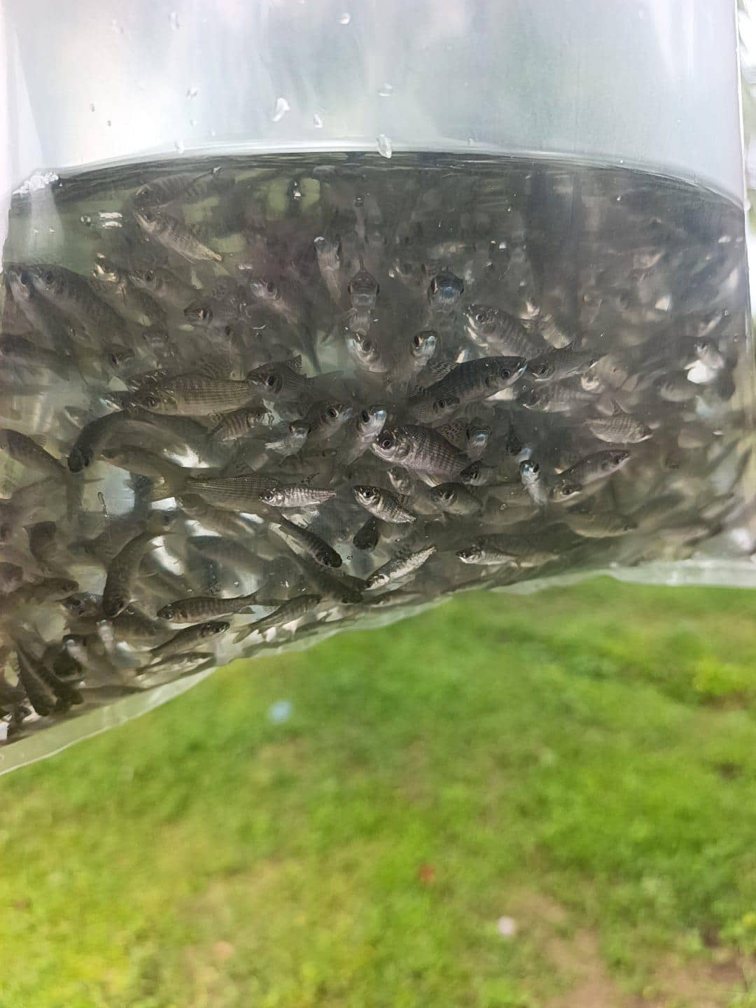 Alevinos de Bocachico X Unidad