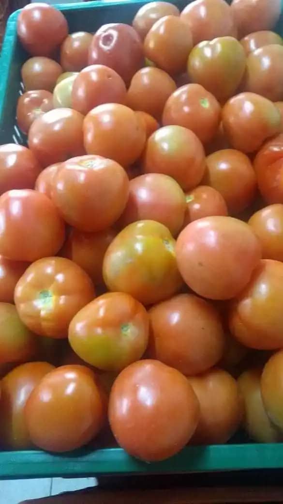 Venta de tomate Julio Ospina X 1 kg