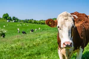 Malezas bajo control, potreros más productivos