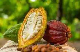Venta de Cacao Jose Berrio Necoclí Antioquia