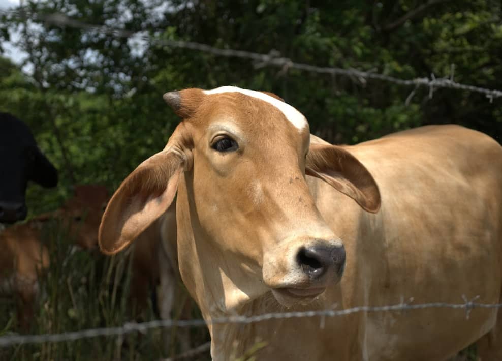 Captura de pantalla 2024-12-19 163751.png