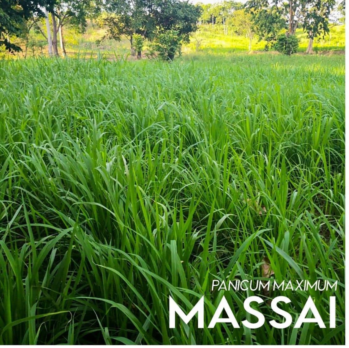 Semilla de pasto Panicum Massai – Pureza 95% – VC 77% – Importada de Brasil