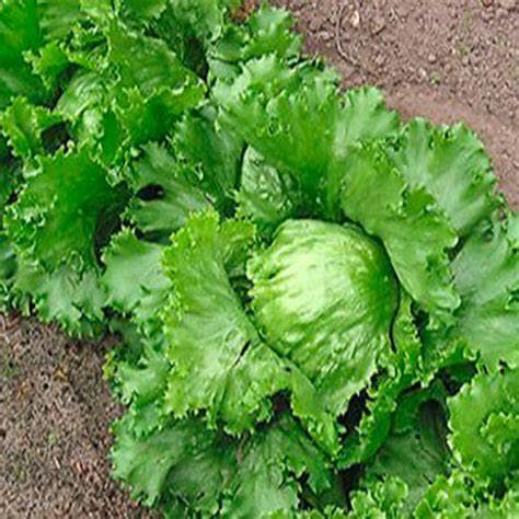Semilla De Lechuga Grandes Lagos Batavia X 100 G