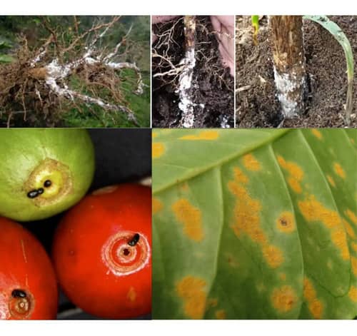 Verdadero 600WG Café Roya Insecticida Fungicida ICA
