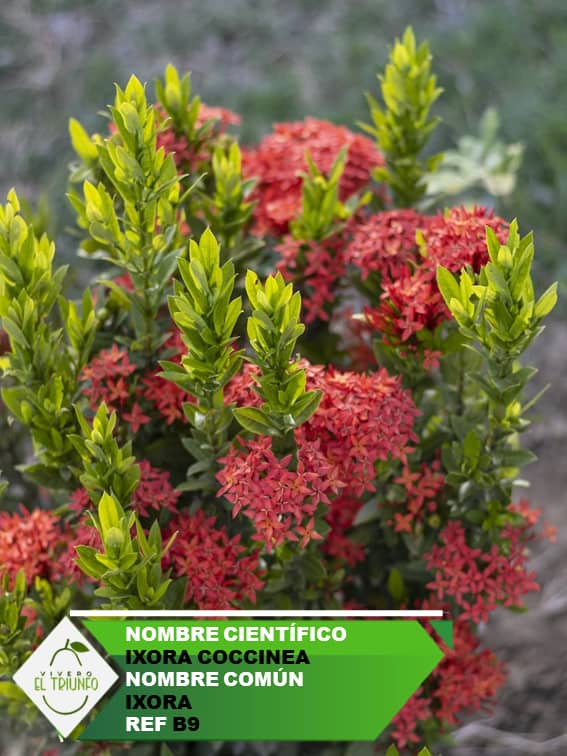 Plántula de Ixora