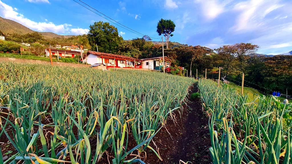 cultivo-de-cebolla-san-cristobal.jpg