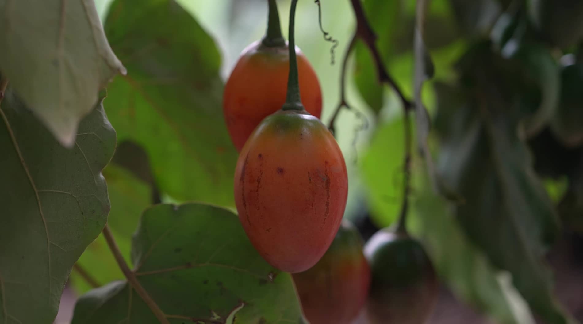 Tomate de árbol.png