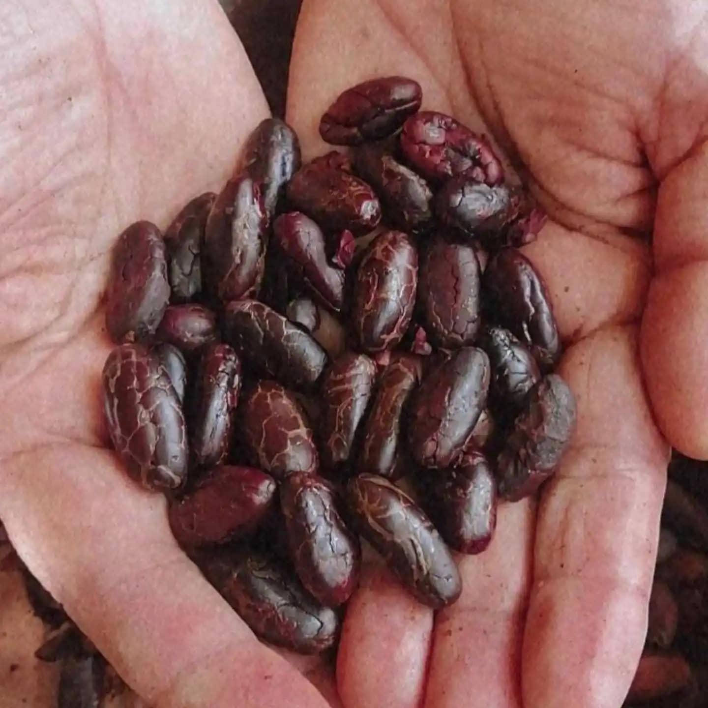 Grano de cacao