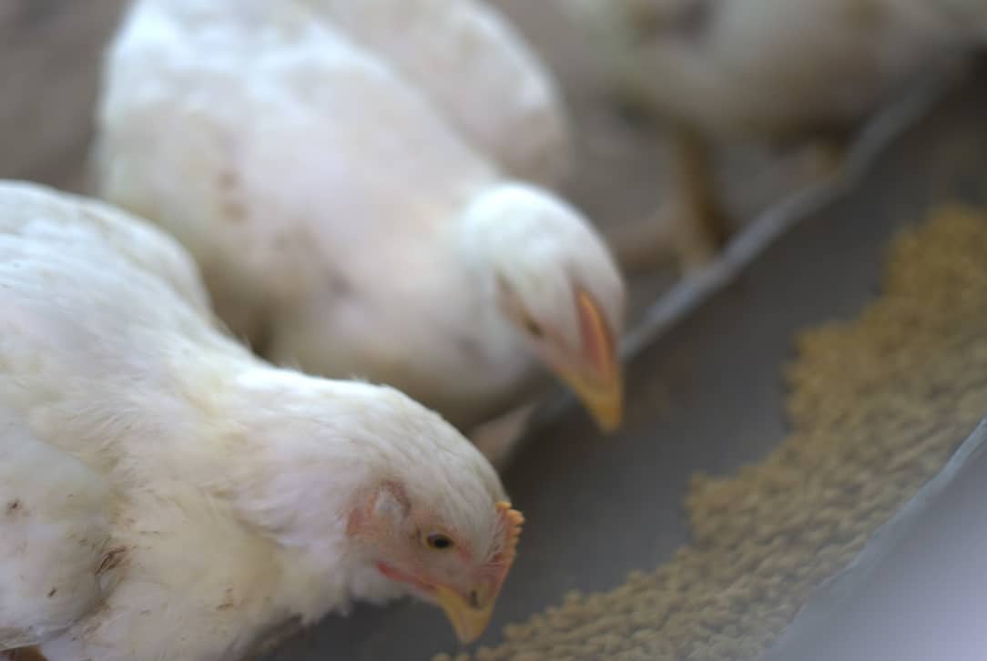 Captura de pantalla 2024-12-10 174913.png