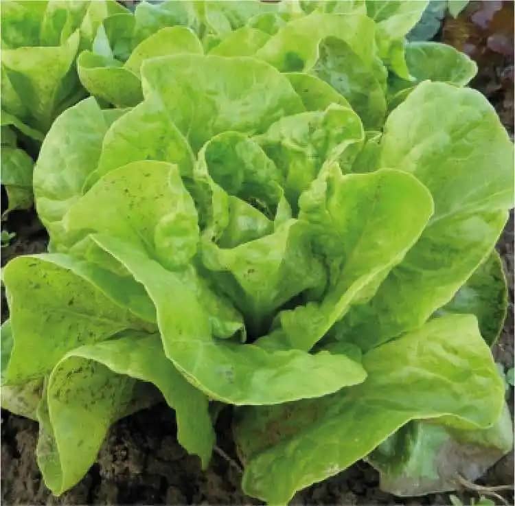 Semilla De Lechuga Grandes Lagos Batavia