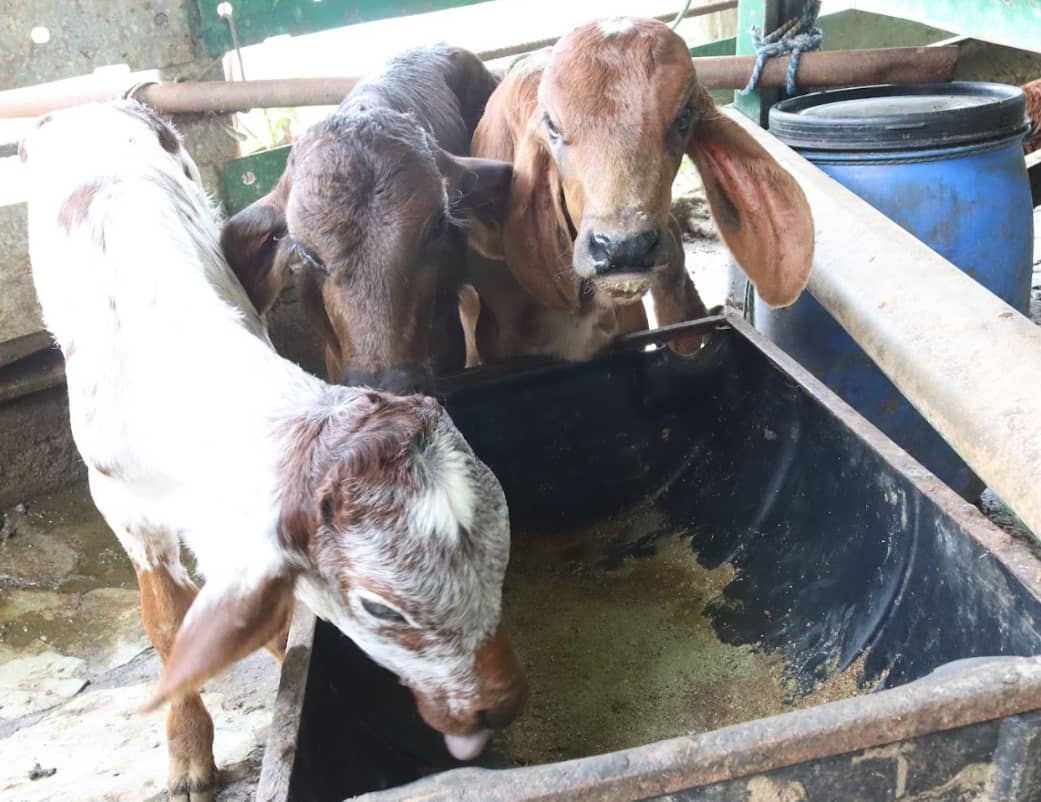 Terneros 2 Cowboys.png