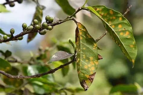 La Roya del Café: Lecciones de una Pandemia Vegetal