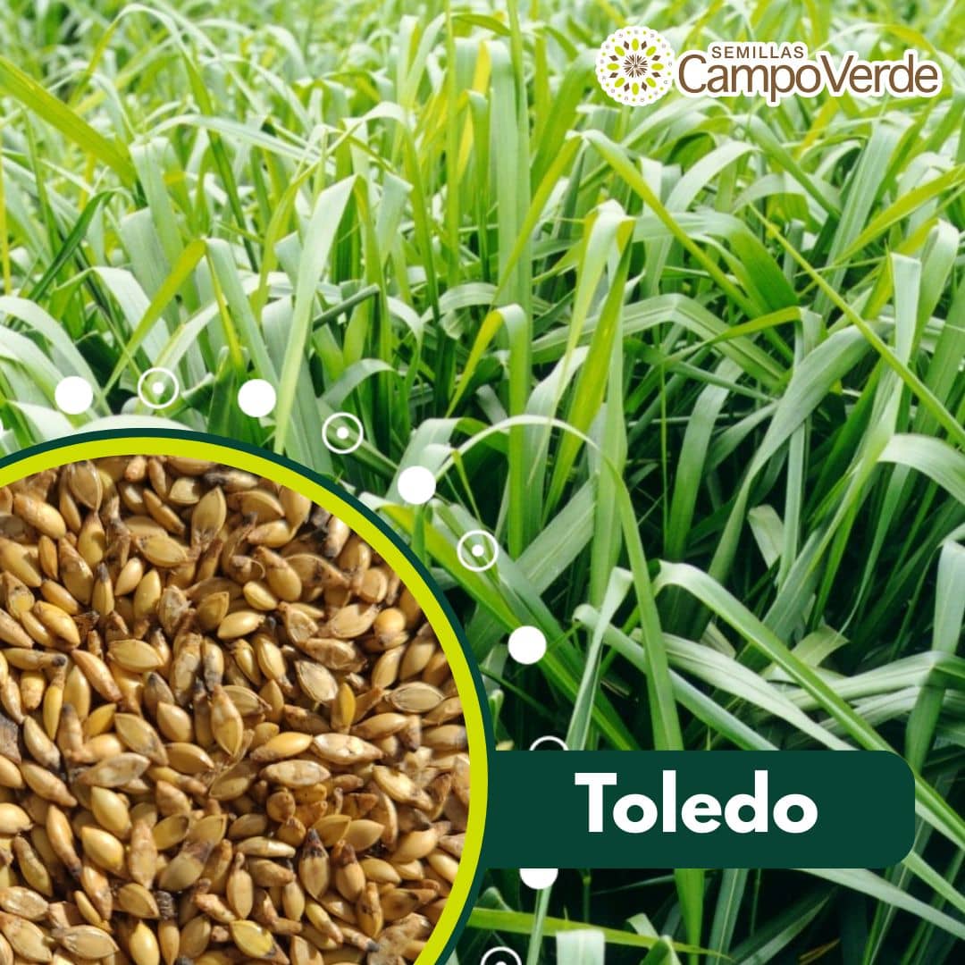 Semilla de pasto Brizantha Toledo (MG5/Xaraés) – Pureza 93% – VC 76% – Importada de Brasil