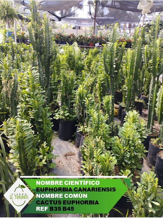 Plántula de Cactus Euphorbia