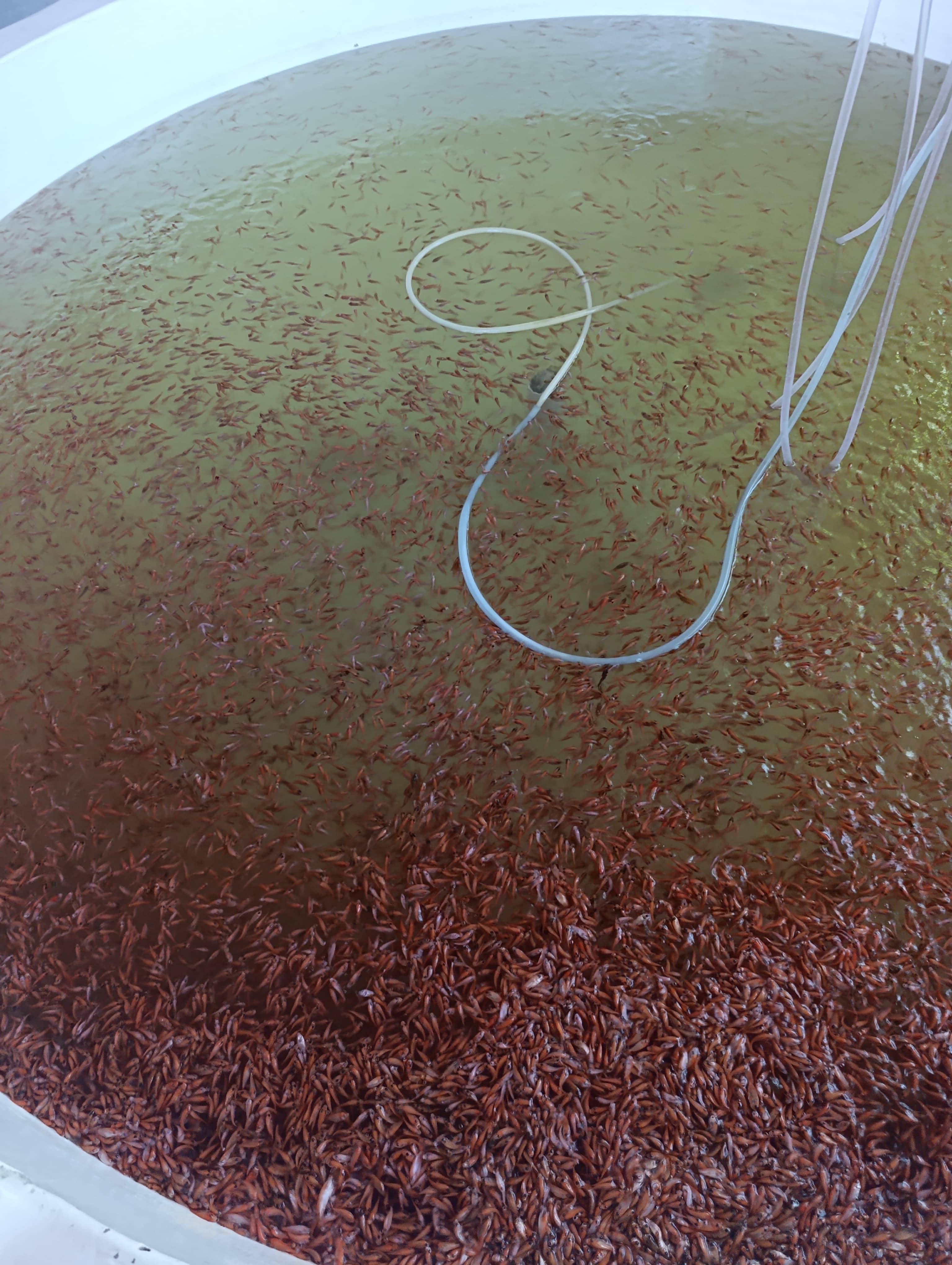 Alevinos de Tilapia Roja – Calidad y Rendimiento