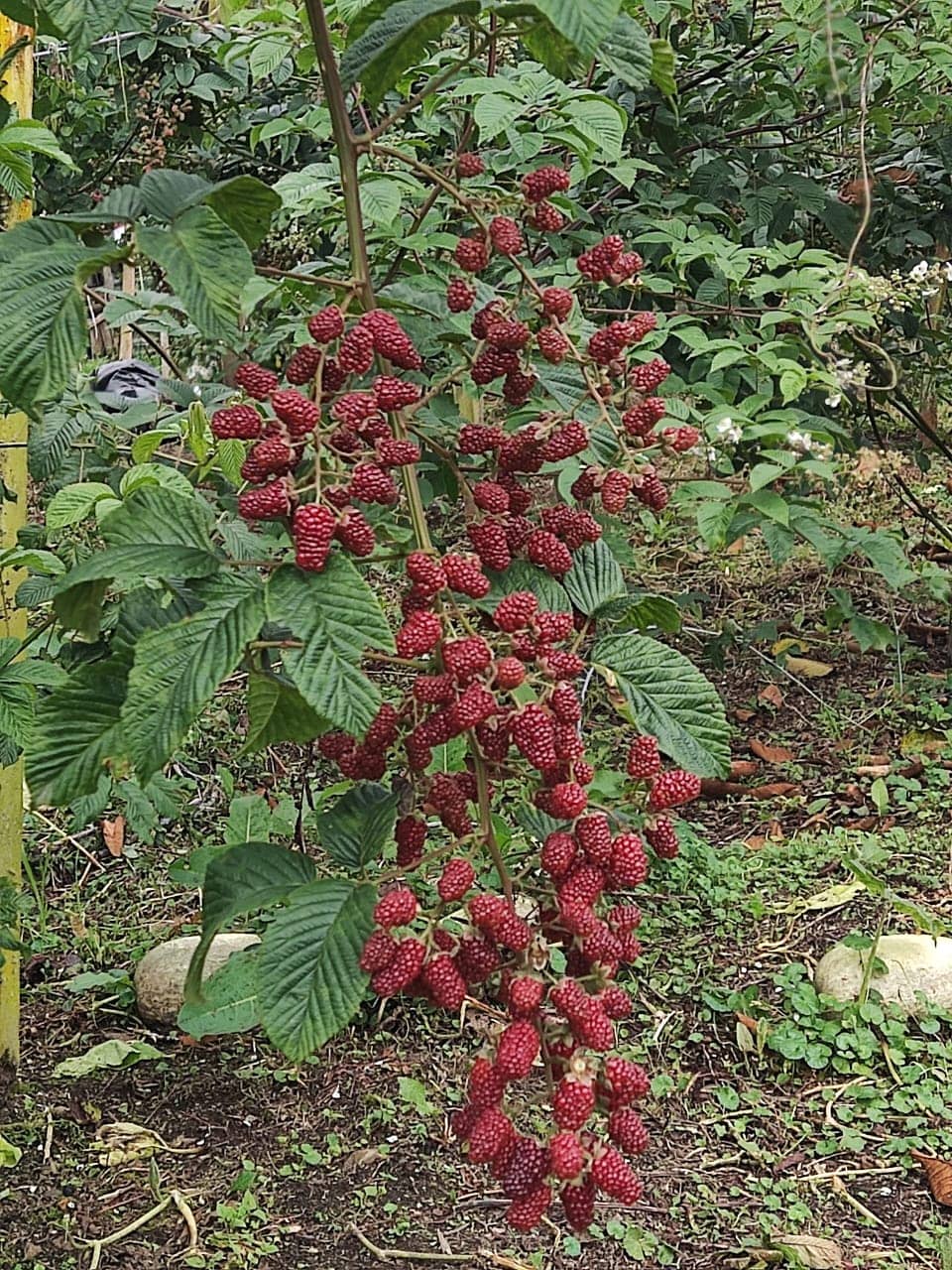 MORA UVA Colombiana de Alta Calidad
