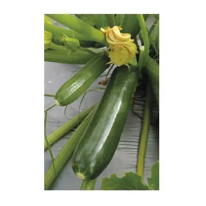 Semilla De Calabacín Hibrido Mila F1