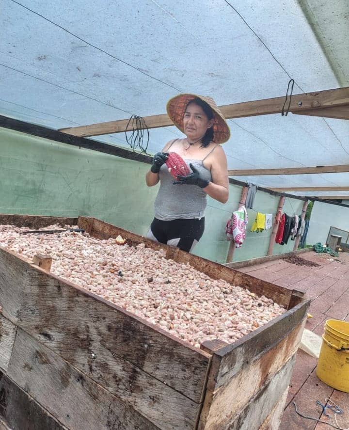 Cacao Criollo Orgánico de Alta Calidad | Cultivo Natural y Sostenible