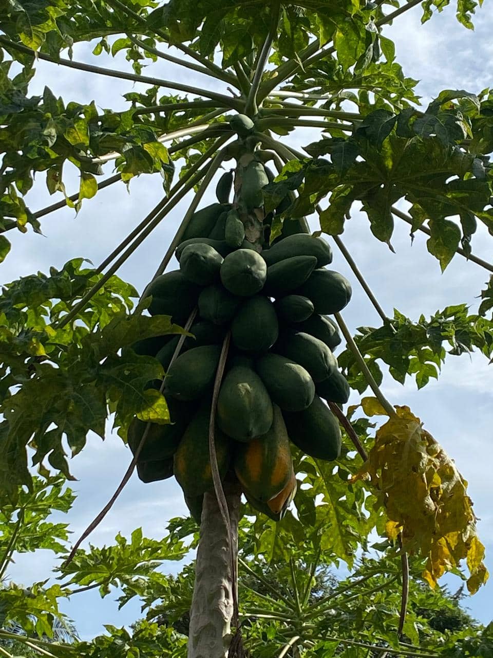 Papaya Fresca por kg