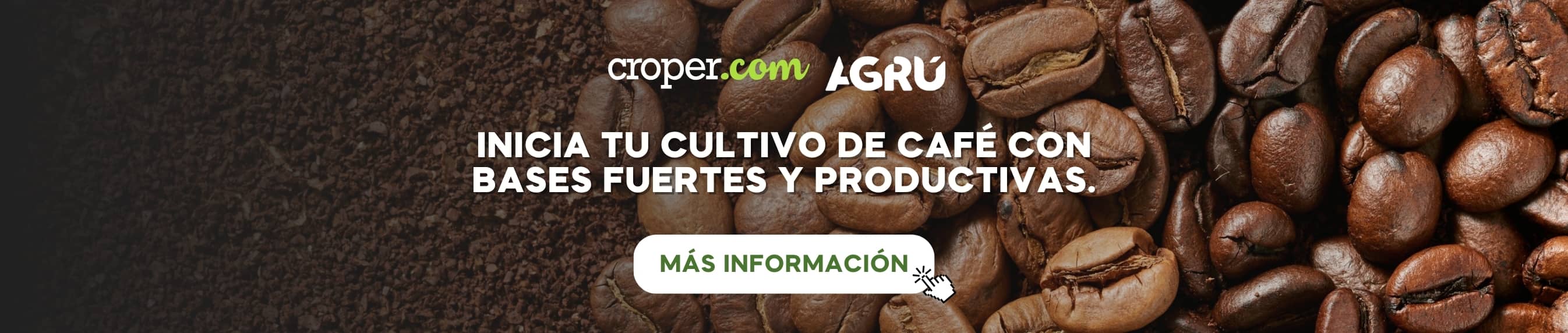 Inicia tu cultivo de café con bases fuertes y productivas