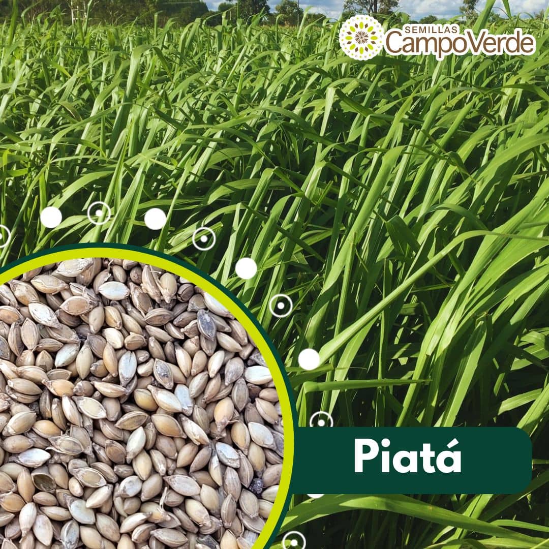 Semilla de pasto Brachiaria Piata – Pureza 90% – VC 77% – Importada de Brasil