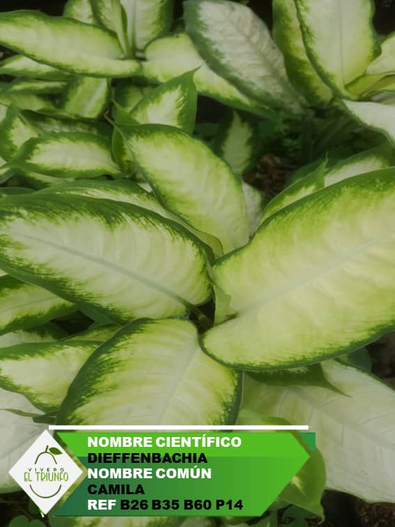 Plántula de Camila (Dieffenbachia)
