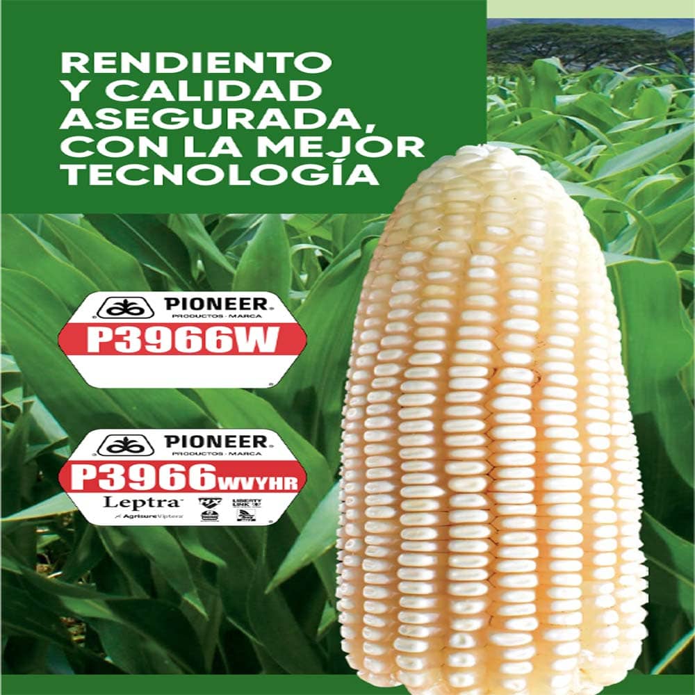 Pioneer P3966WH | Semilla híbrida OMG de maíz alto rendimiento