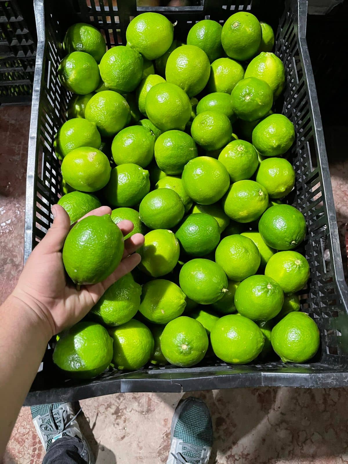 Venta de Limón Tahití en presentación x kilogramo